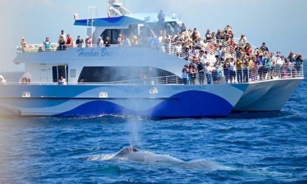 harbor breeze cruises long beach 2